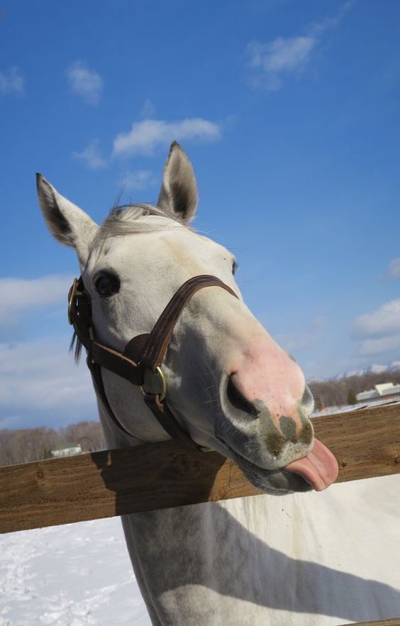 ゴールドシップ  #ウマ娘 #ウマ娘プリティーダービー  #ゲームウマ娘 #アニメウマ娘 