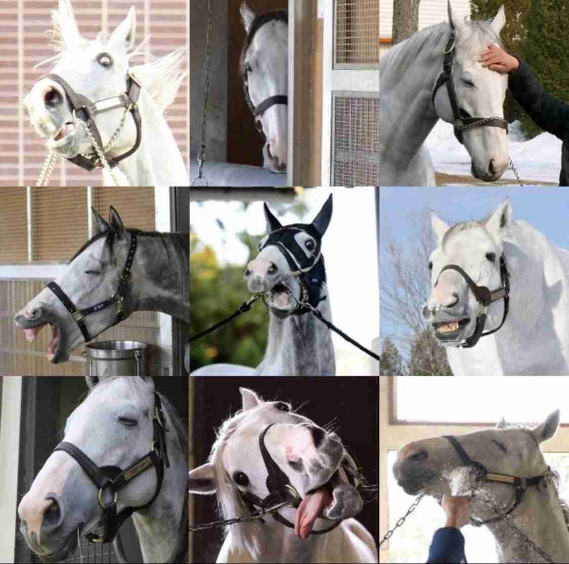 ゴールドシップ Special  #ウマ娘 #ゲームウマ娘 #アニメウマ娘 