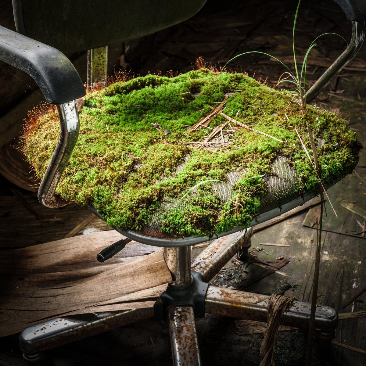 廃校になった小学校に取り残されていた椅子なんだが、座面の苔の生え具合に廃校後から現在までの時間の長さを感じた