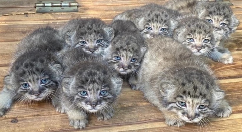 栃木県那須町の動物園「那須どうぶつ王国」が作成した動画「マヌルネコのうた」が人気ですね🥰🥰 ロシアのノボシビルスクにある動物園では、昨年16匹のマヌルネコの赤ちゃんが誕生しましたが、みんな元気に育っているのでしょうか