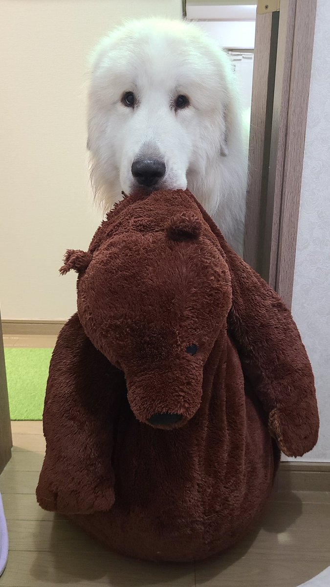 っておっきいクマさん持ってきてくれて笑ってしまった🤣 