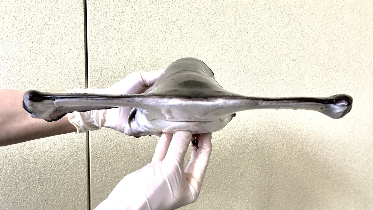 シュモクザメを正面から見たことあります？ 