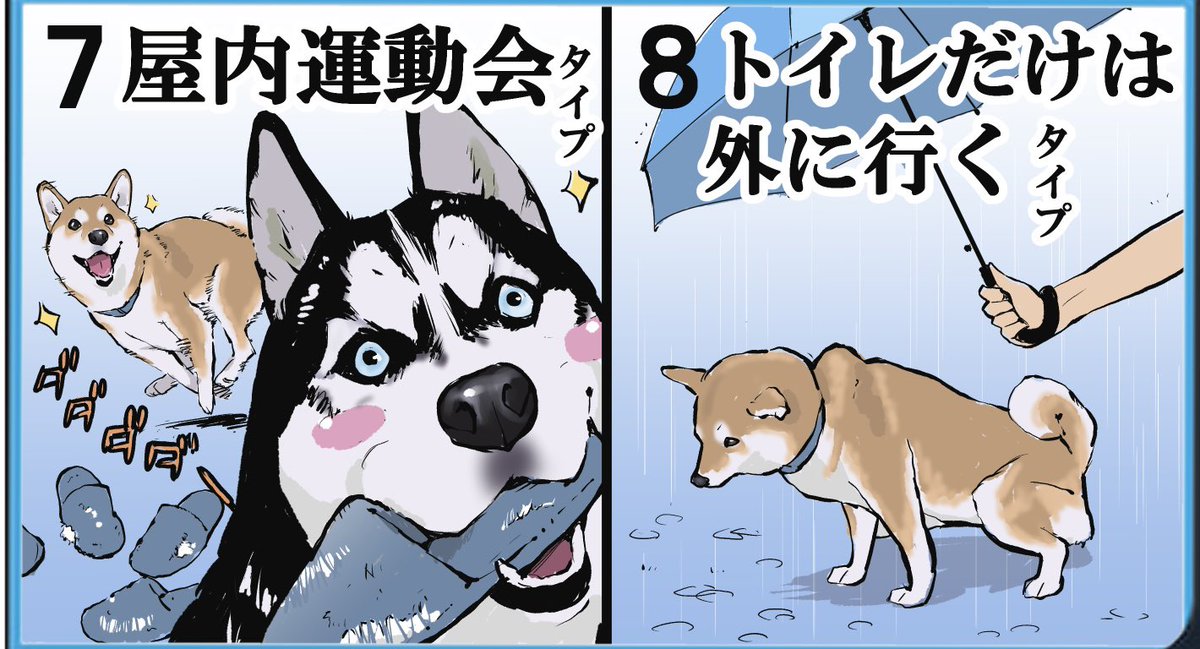 雨の日の犬のお散歩どうしてますか 　　　　　　　　　　←行く派　行かない派→ 