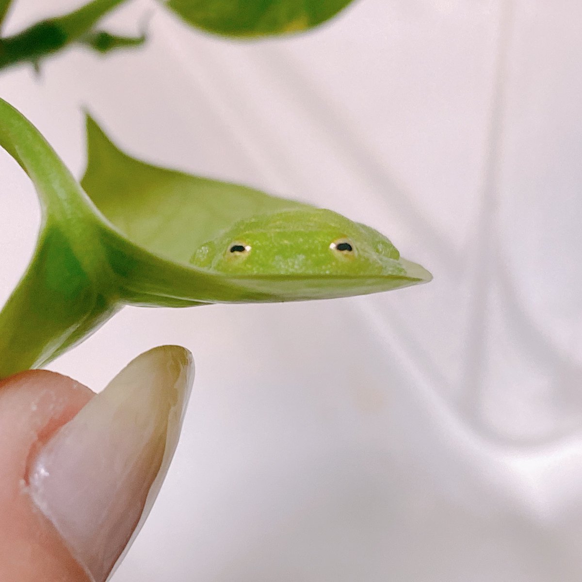 すやぁ…( ˘ω˘ ) 