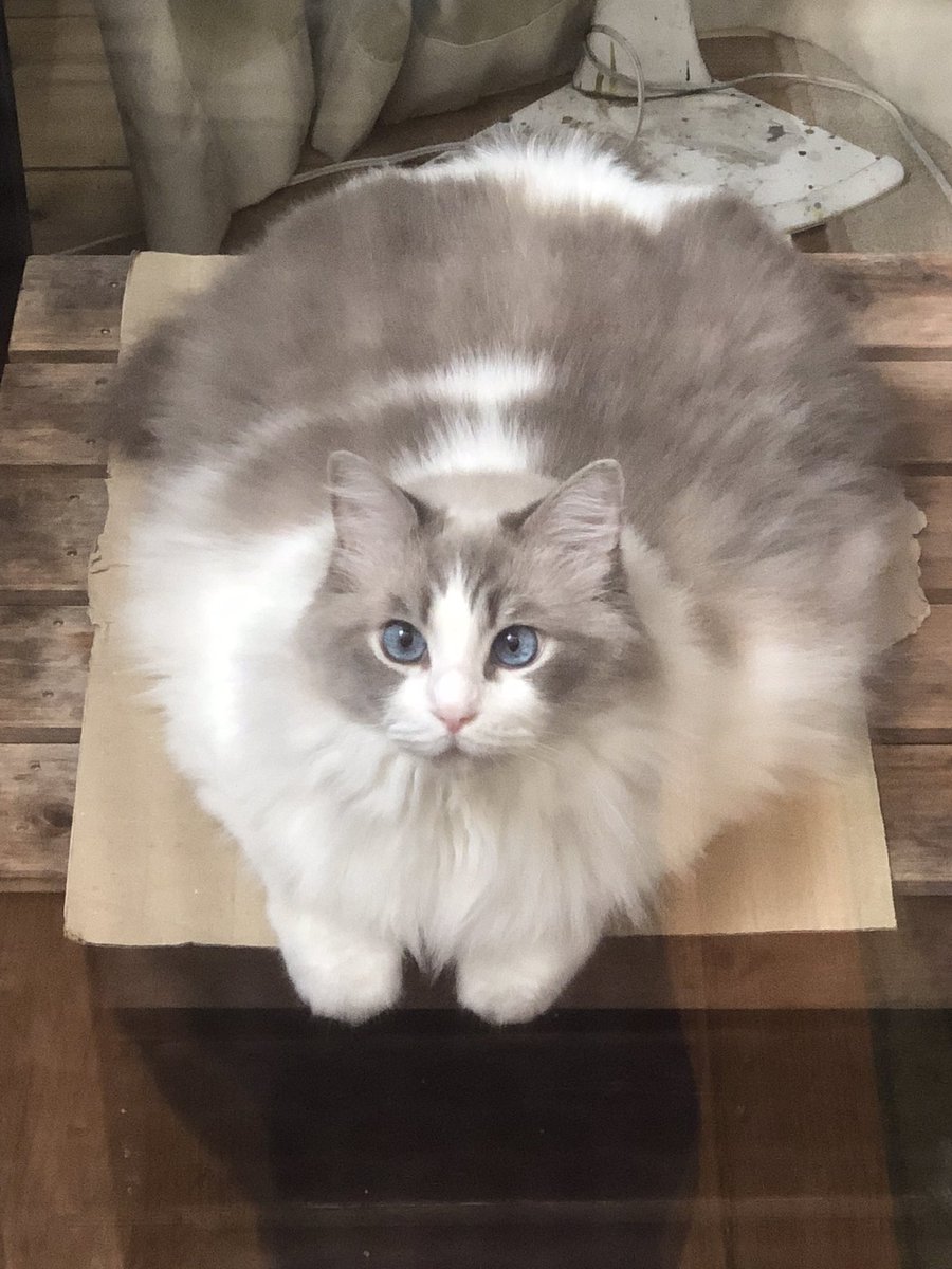 8.3キロのラグドールが暑さで溶け出しているようです😁