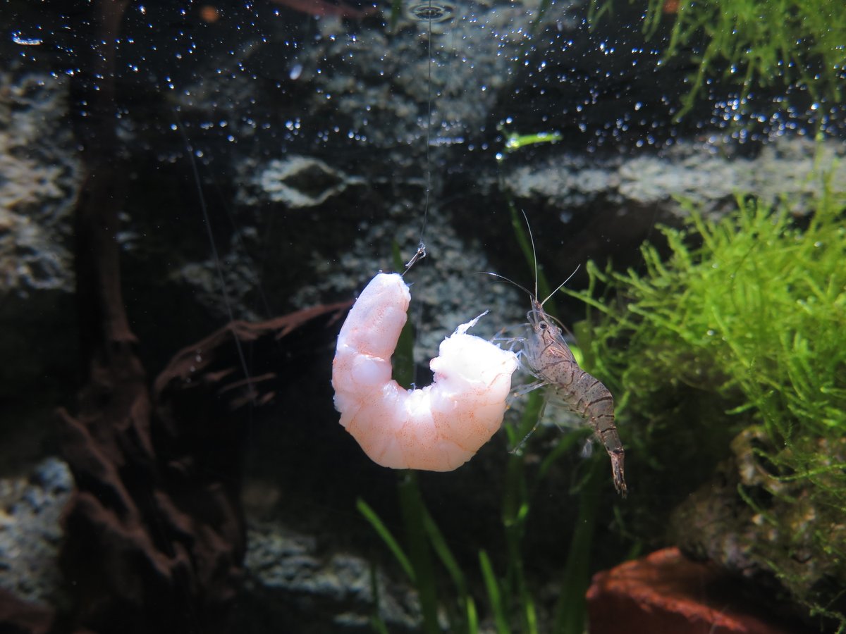 すごく喜んで食べてたけど、よかったのかな…これ… 