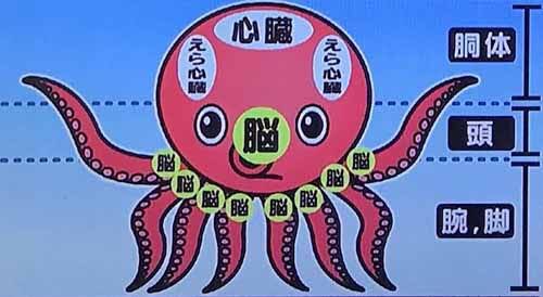「タコには脳が9つもあるので無惨様の1.285倍頭がいい説」と「無惨様は脳が5つしかないのでたこの7割ぐらいしか頭が良くない説」を見て呼吸困難になった