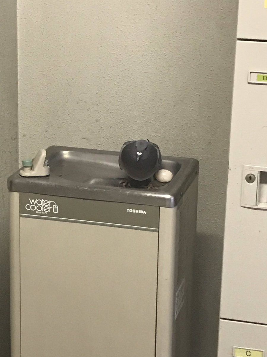 ハトーーーー!!!! そこで卵産むなーーーーー!