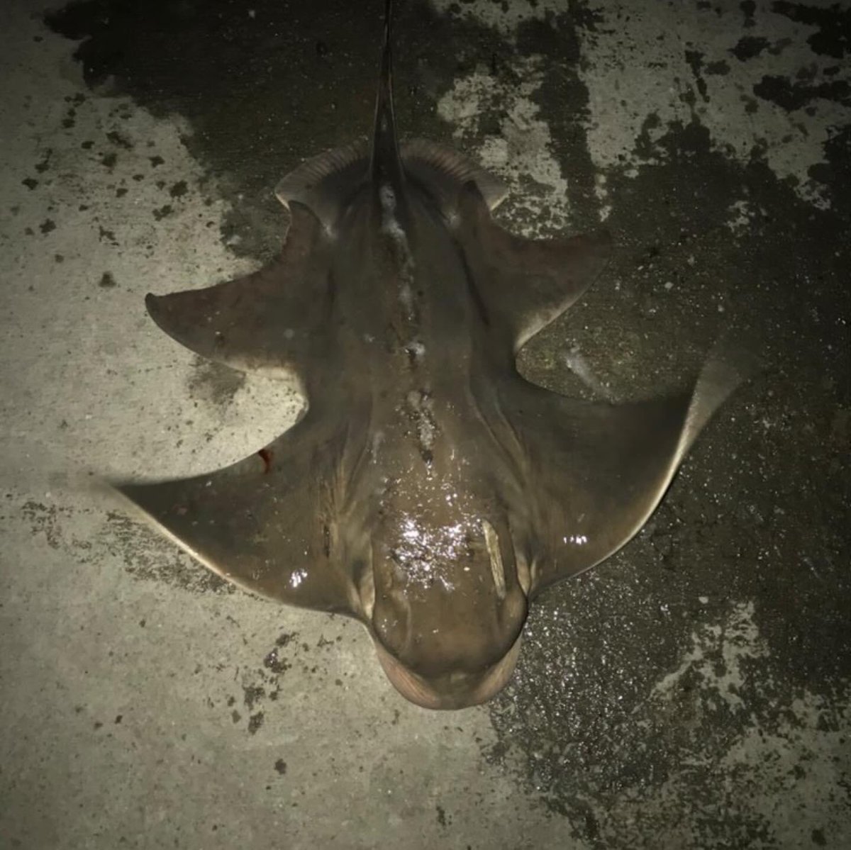  それとも等々エイがサメに進化しようとしてる