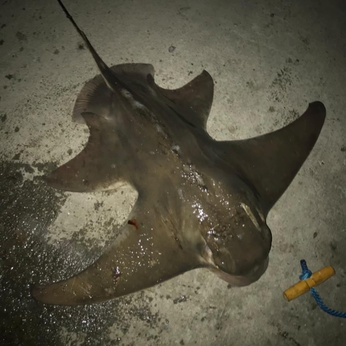  それとも等々エイがサメに進化しようとしてる