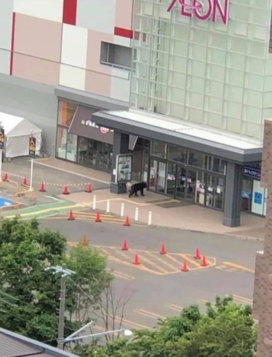 ～今日の北海道～  午前3時頃(東区)         住宅街にクマ 午前10時頃(北区)         全裸マスク男 午前11時頃(白石区)        刃物男  時刻不明        屋根の上に忍者         1時間前(苫小牧)           超暴走車  <<<<new !!! 