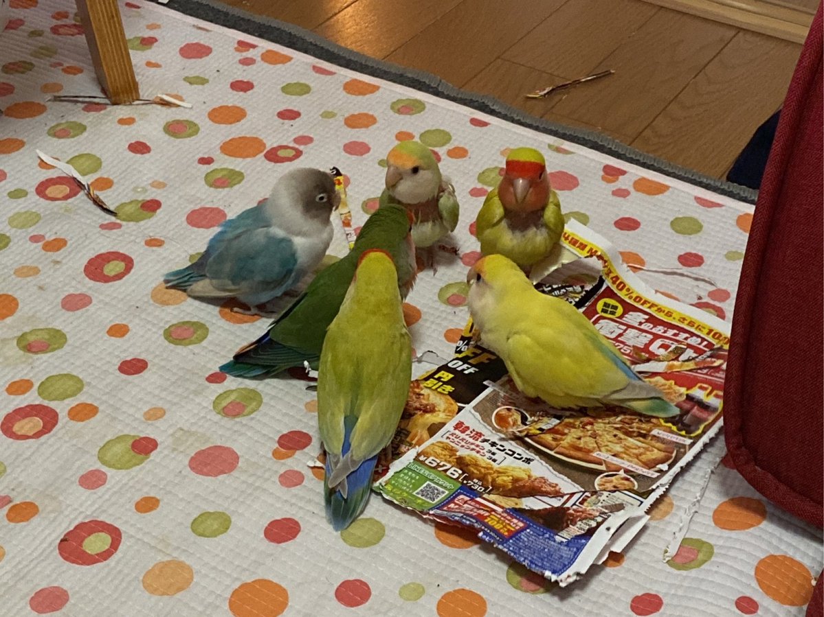 昨夜鳥会議がありました。 