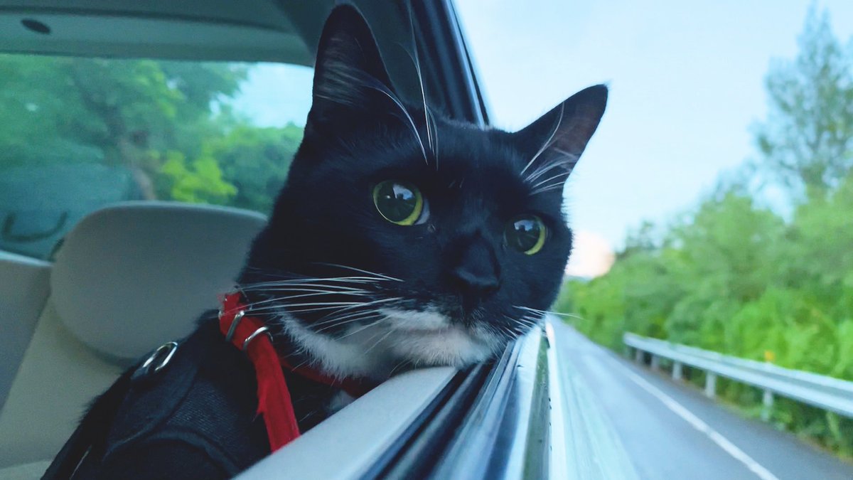 ドライブの楽しさをわかってる。