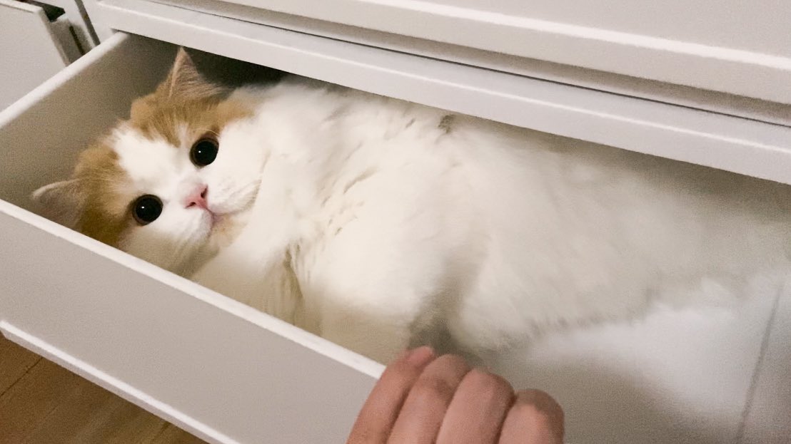 うちの引き出しにに住み着いてるもふもふ 