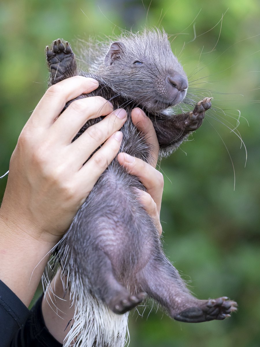 抱っこされるヤマアラシの赤ちゃんがかわいすぎるので見て #東武動物公園 