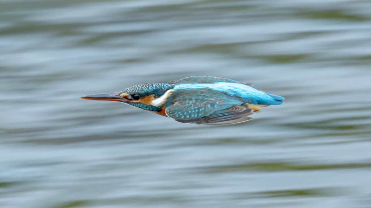 4時間位粘ってようやくカワセミの流し撮りに成功して確認したらどうみても『飛んできたキツツキ』だった、泣いた