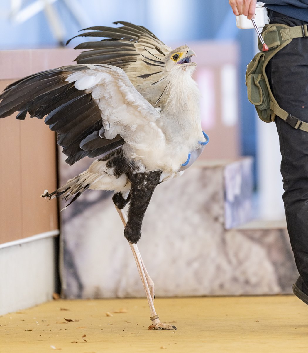 ←ごはんを探しているとき　　ごはんを見つけたとき→ #ヘビクイワシ #東武動物公園 