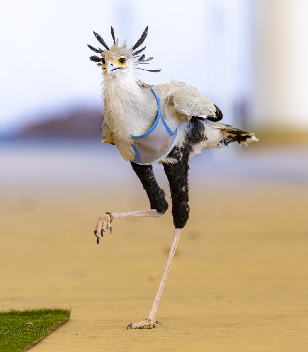 ←ごはんを探しているとき　　ごはんを見つけたとき→ #ヘビクイワシ #東武動物公園 