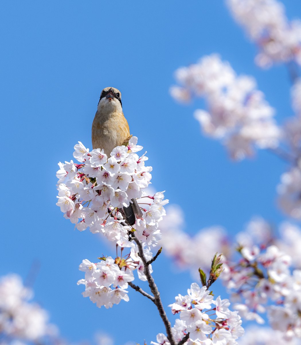 最高のお立ち台 