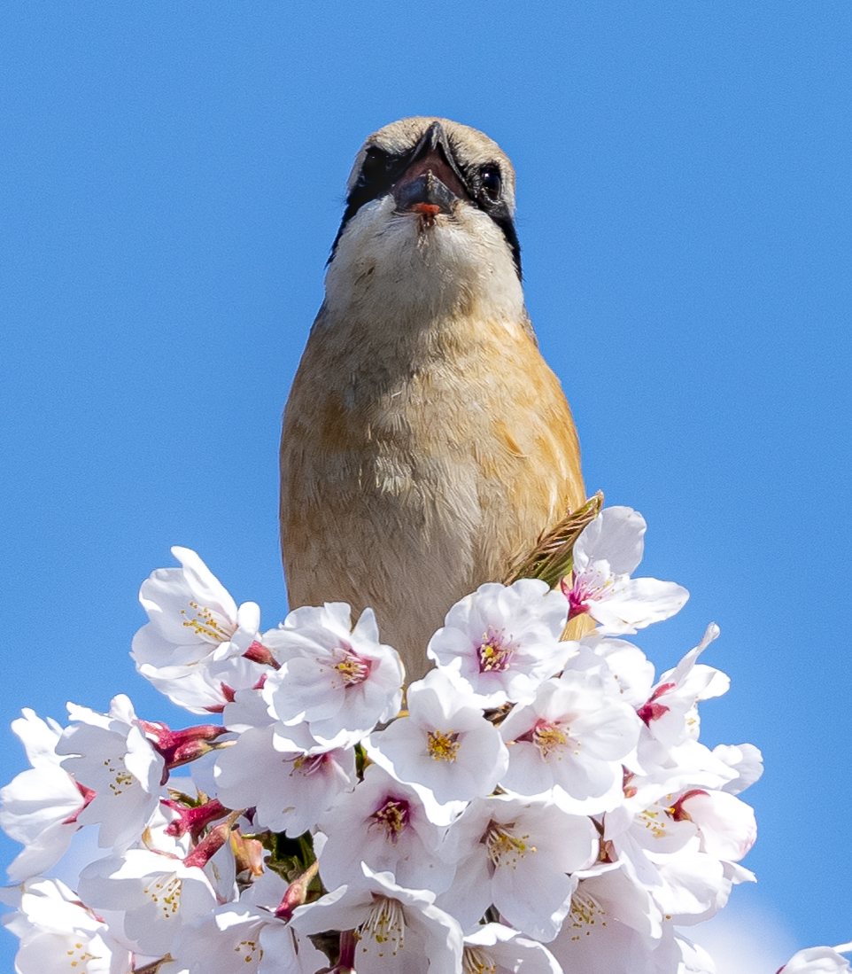 最高のお立ち台 