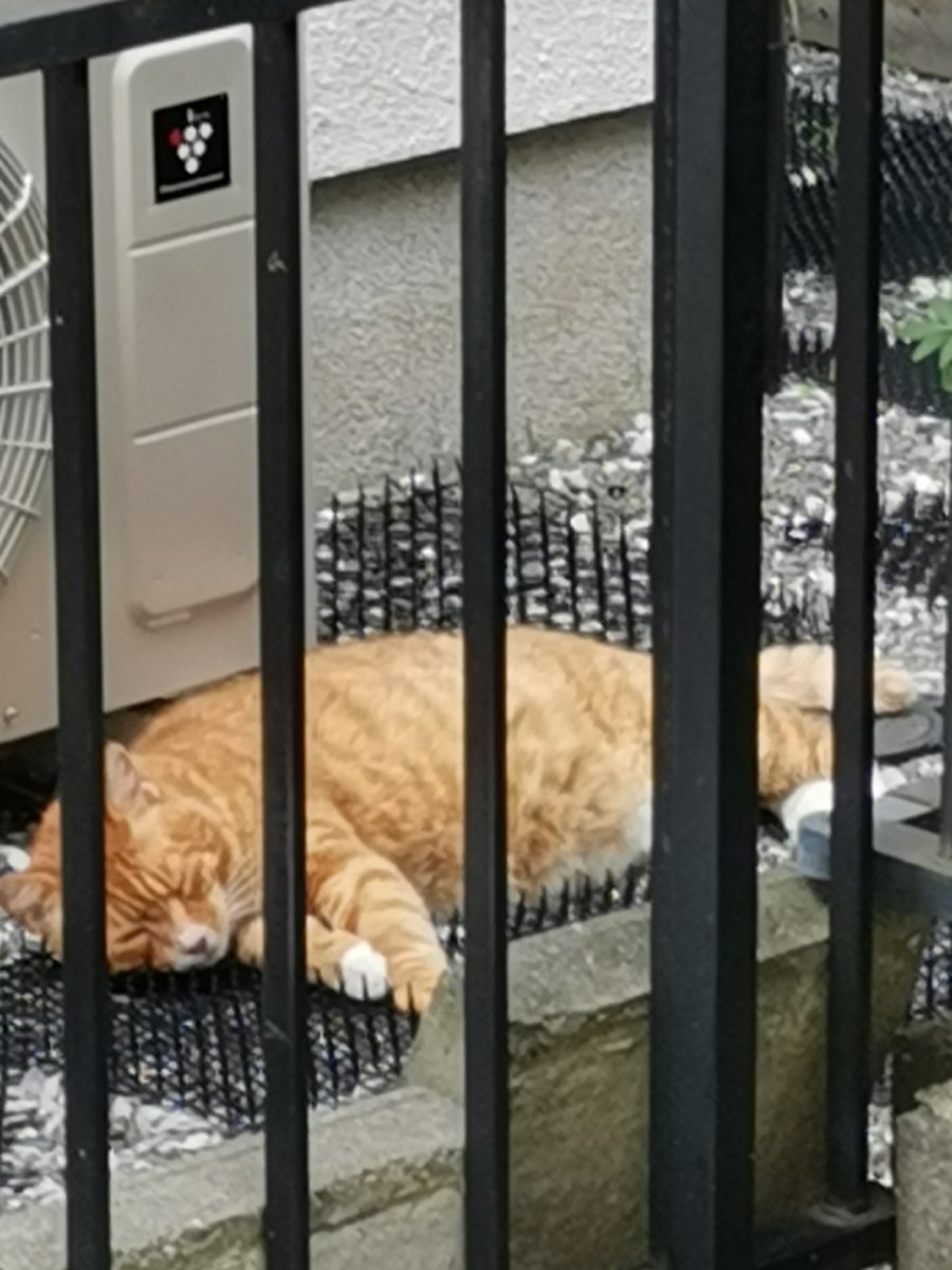 猫よけのトゲトゲおいても、その上でガッツリ寝てる猫がいる事実😂 
