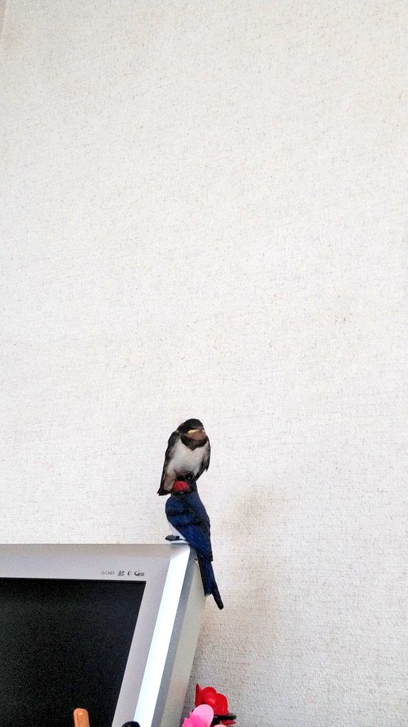 おいベランダにしては声近いと思ったらお前片方本物じゃねえか！！！ 