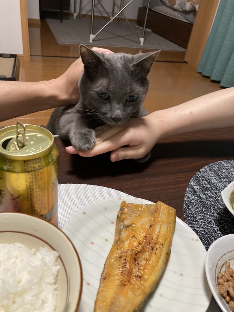 晩飯のホッケを奪いにきた猫を全力で止める夫婦の図 