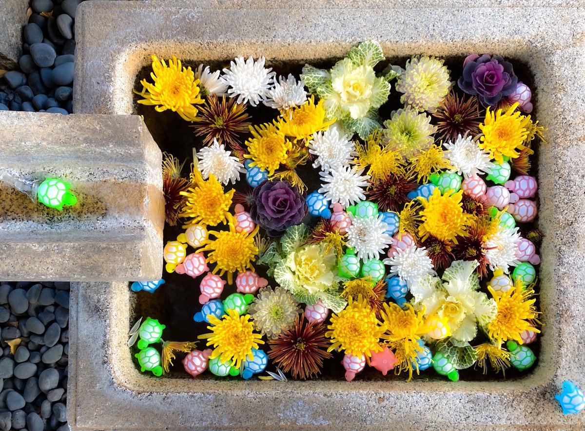 新撰組発祥のお寺の「金戒光明寺」さんの花手水にお寺の方により色んな亀が置かれる(1枚目) ↓ 亀が盗まれる ↓ 亀を再度置く ↓ 亀が盗まれる ↓ 優しい人によりたくさんのアヒルたちが寄贈される(2枚目) ↑ｲﾏｺｺ  寄贈されたアヒルの写真を金戒光明寺さんが送って下さいました🐦 