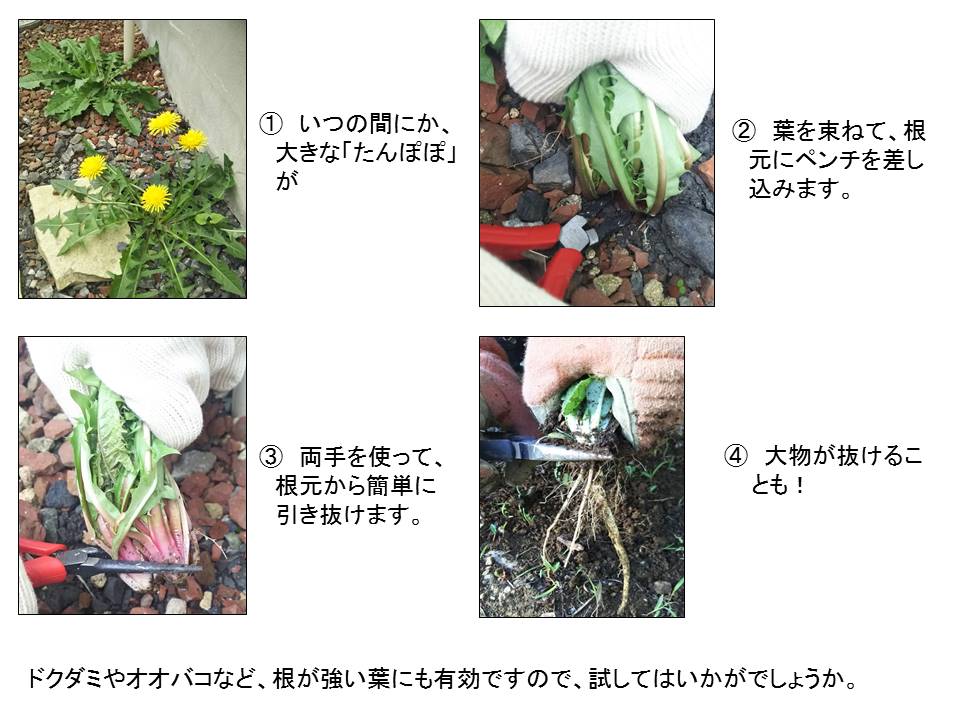 ～救助隊の知恵袋～ 先日、我が家では勝手口からの避難経路の整理と草取りをしました