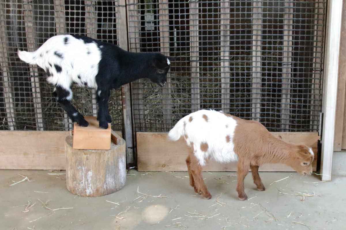 ヤギの双子は珍しくはないが、ここまでハッキリと模様が一致しているのは珍しいのではないかと思う