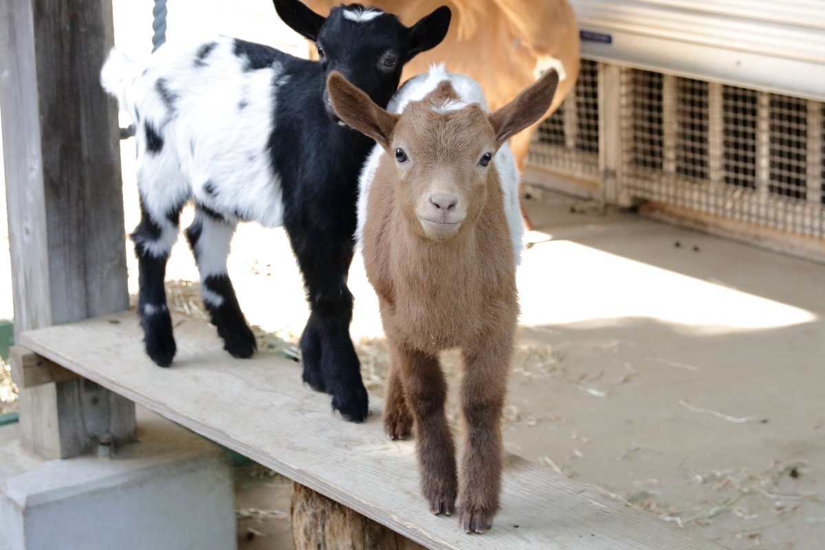 ヤギの双子は珍しくはないが、ここまでハッキリと模様が一致しているのは珍しいのではないかと思う