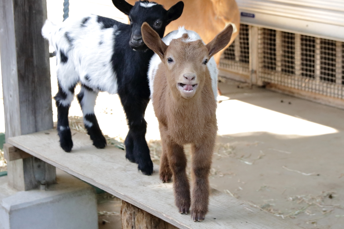 ヤギの双子は珍しくはないが、ここまでハッキリと模様が一致しているのは珍しいのではないかと思う