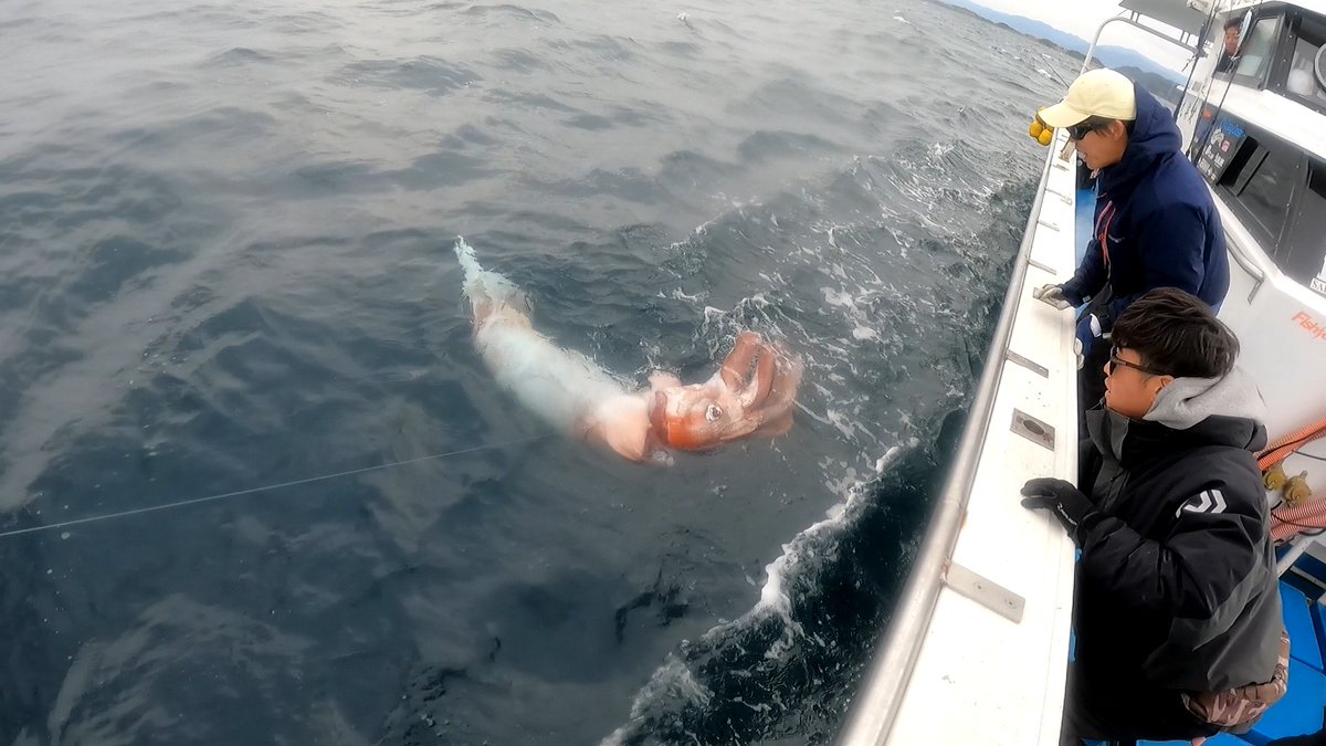 山陰沖でダイオウイカが出現しました。