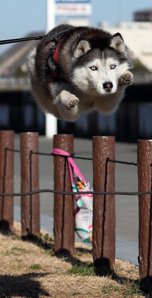こんばんワン´•ﻌ•`🐾  今日は先代犬シルフィ見てください🙌 ハスキーにしては小柄で15キロ↓くらいしかなかったけど、ジャンプ力は凄かったの😳 後ろ足がどうなってるかは私にもわかりませんｗ 