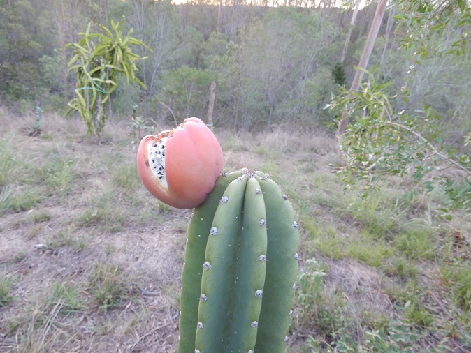 ぺルビアンアップルカクタスの実🌵 剥いたところはおにぎりにしか見えない