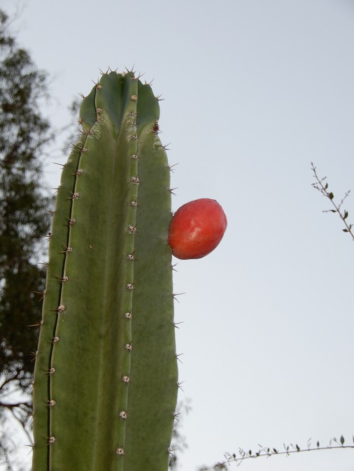 ぺルビアンアップルカクタスの実🌵 剥いたところはおにぎりにしか見えない