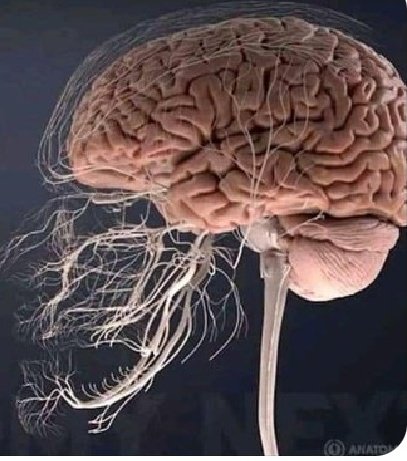 噛み合わせがほんの少し変わるだけでも姿勢や身体の機能は大きく変わるので専門の方との連携は必要不可欠だよな… トップアスリートが歯を大事にするわけだ