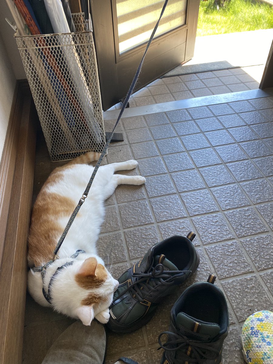 これは「外へ出たい」と騒ぐのでリード繋いで玄関を開けてやったところ、1秒で敗北して戻ってきたねこ 