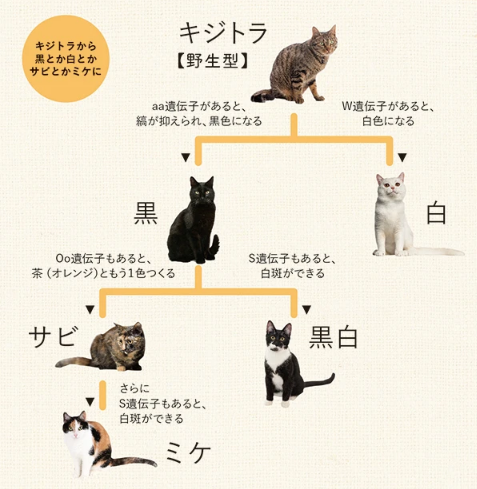 ＞＞キジトラ、サバトラ、黒猫…　猫がどんな毛色や柄になるかは９種類の遺伝子座で決まる　動物学者が解説  