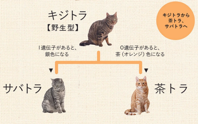 ＞＞キジトラ、サバトラ、黒猫…　猫がどんな毛色や柄になるかは９種類の遺伝子座で決まる　動物学者が解説  