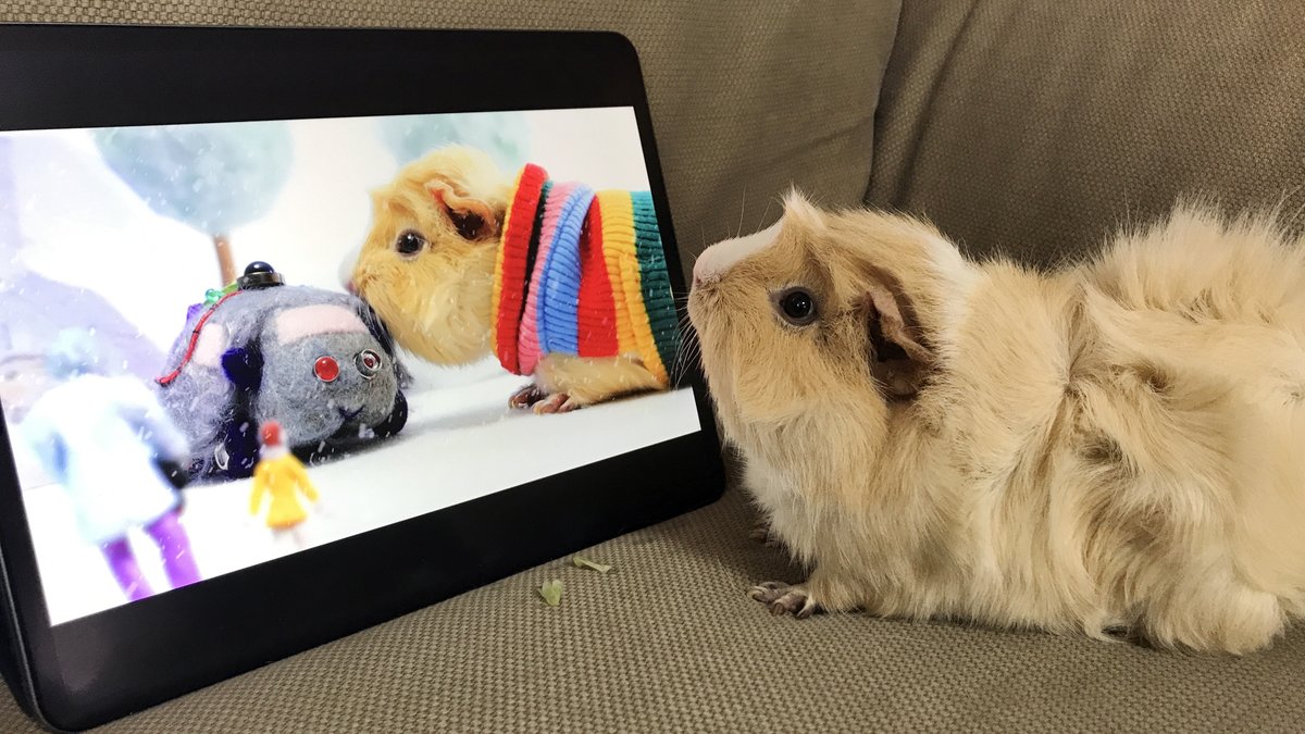 自分の演技をチェックする、超大物モル声優のつむぎくん #モルカー