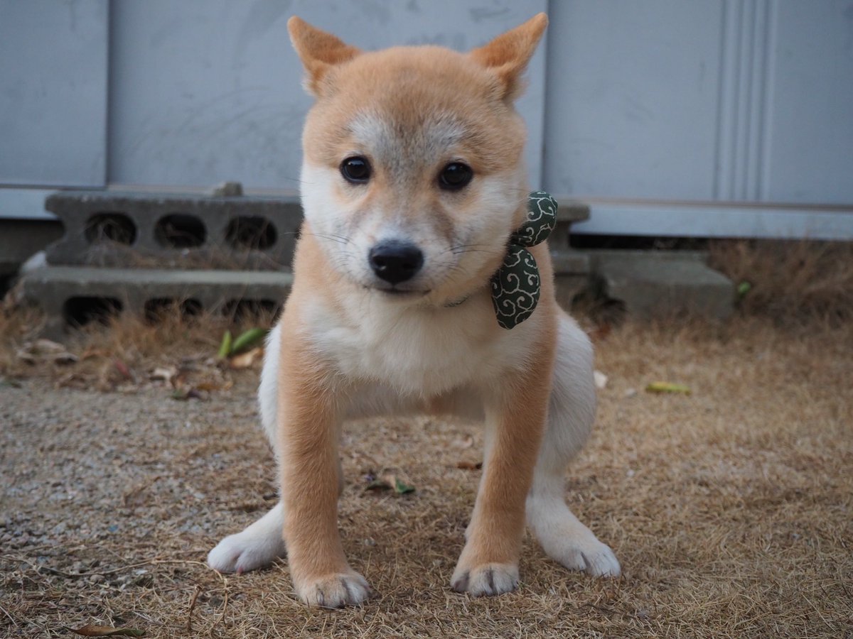 良いカメラを買ったのでウンチ中の豆柴を撮りました 
