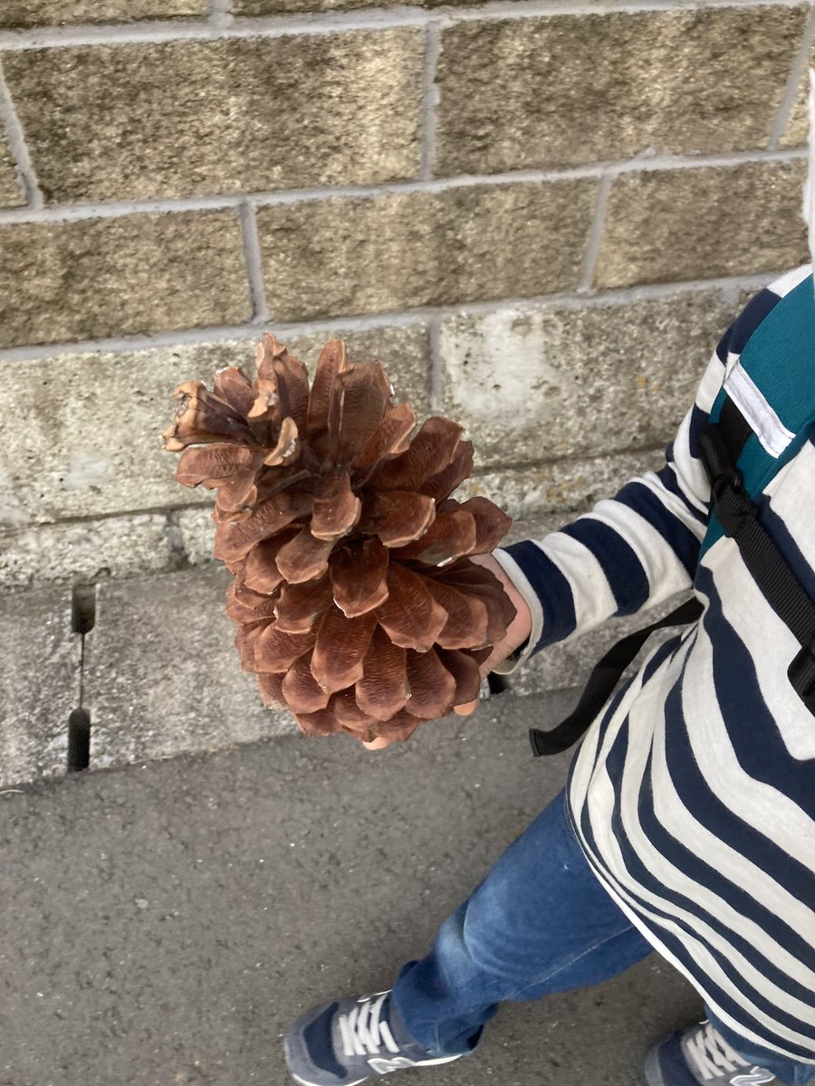  小学校の松の木の巨大松ぼっくりほしくて毎日観察してて、今日確保したそうです