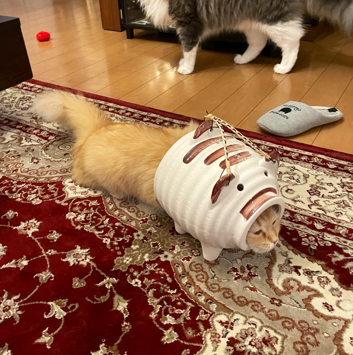 こちらが蚊取りアーマーを装備した猫です(笑) 