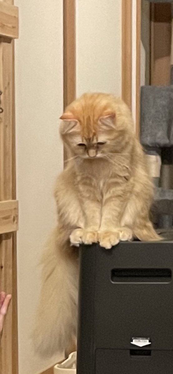 洗面所に閉じ込められて凹んでましたwww 