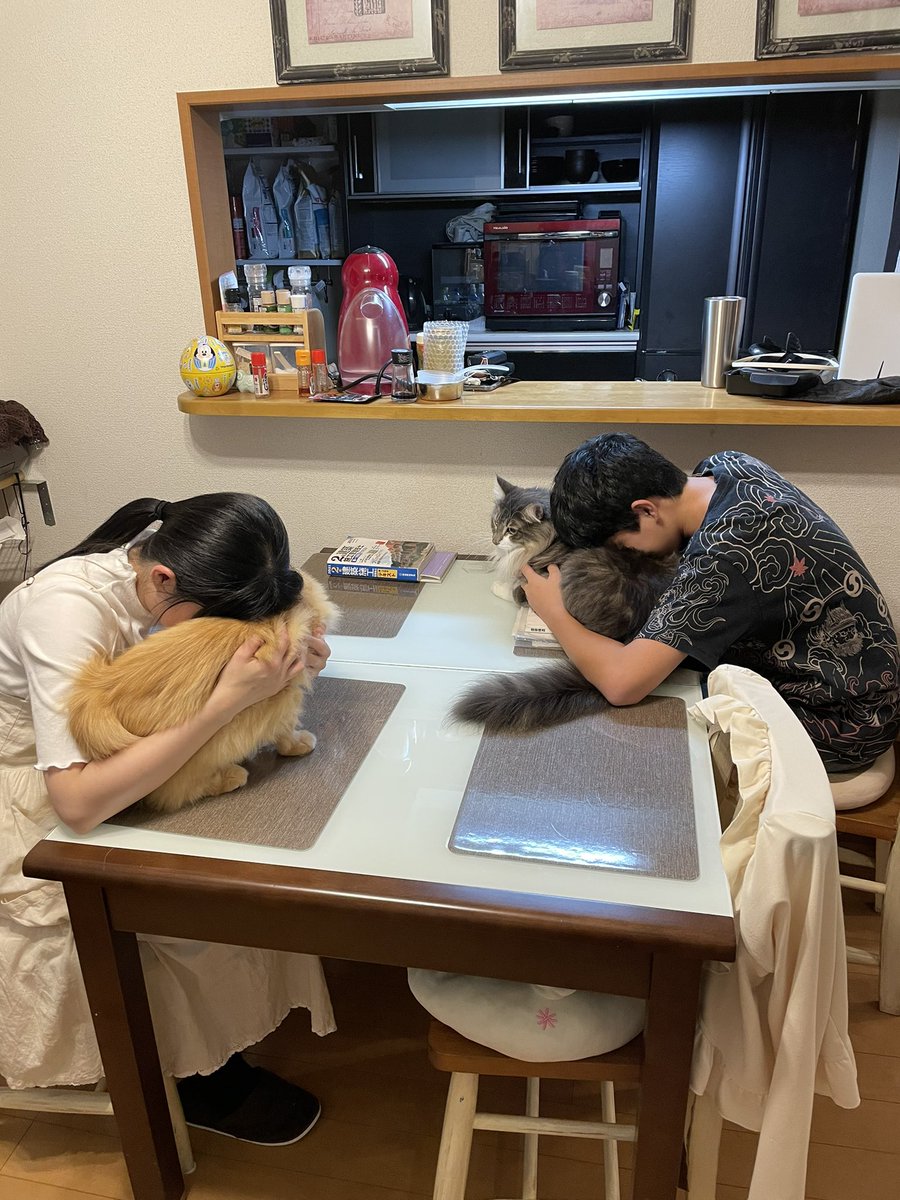 帰宅したら親子喧嘩してたのでクールダウンで猫吸わせておきました💁‍♂️✨ 