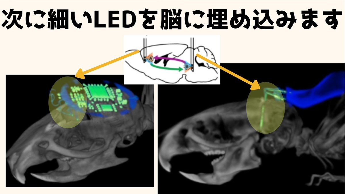 ノースウェスタン大によると脳への刺激を同期させることでマウスの「友情」を操作できたとのこと