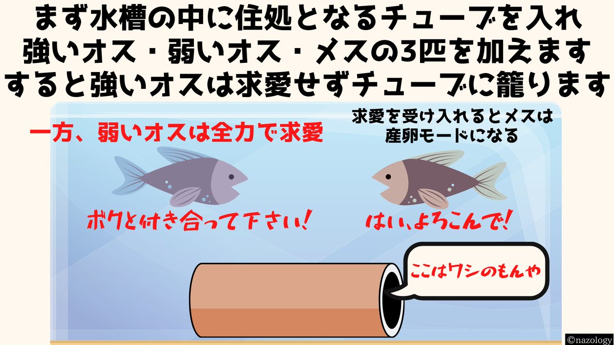 強いオス魚は「寝取る」ため他のオスに求愛行動を代行させていた   国立アマゾン研究所が「セルフィンテトラ」という魚に横取りして交尾する習性があると報告しました