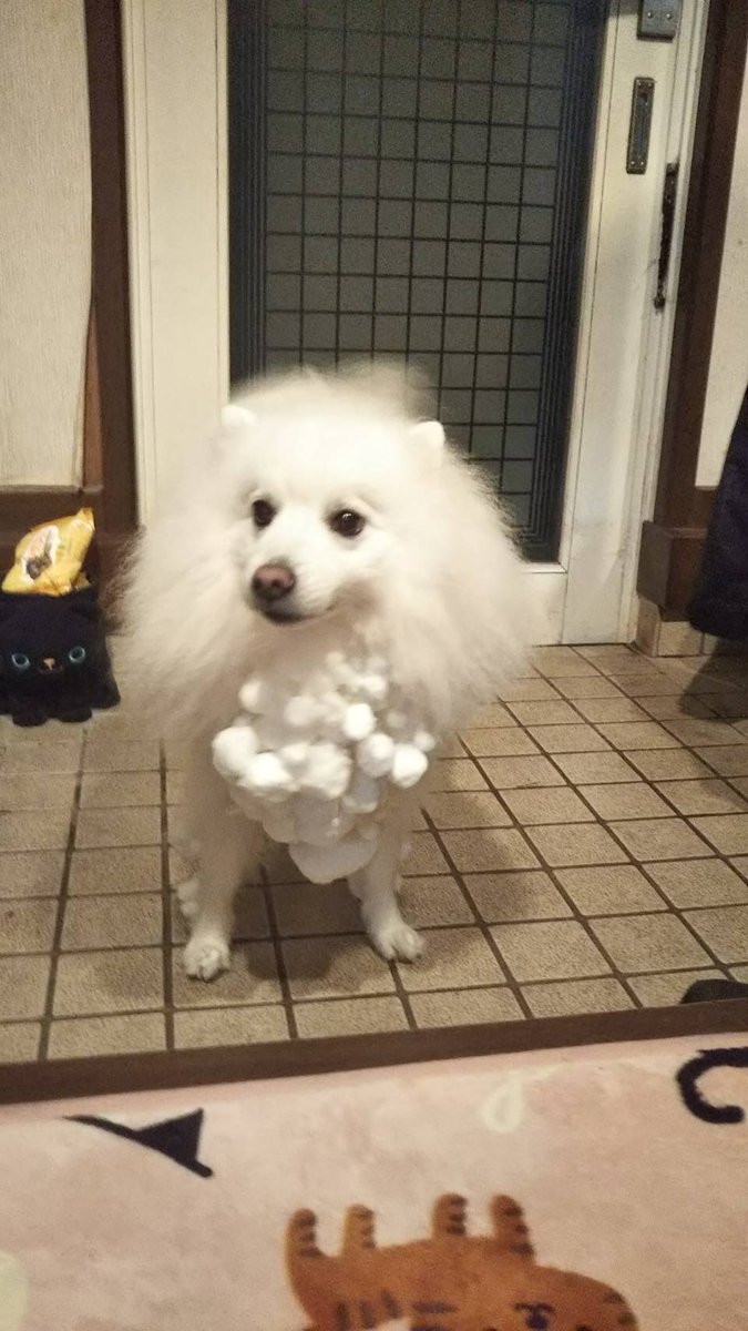 実家の犬が雪の中ではしゃいだそうです 