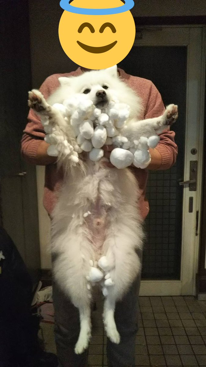 実家の犬が雪の中ではしゃいだそうです 